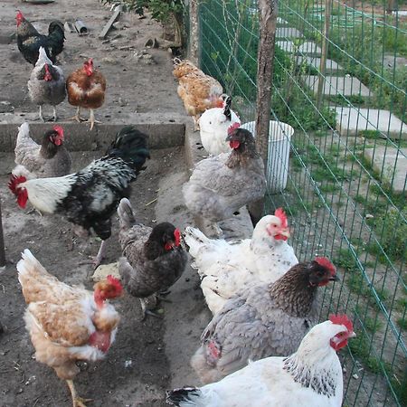 Gite Chez Mamie - 7 Personnes A Sainte Livrade Sur Lot Buitenkant foto